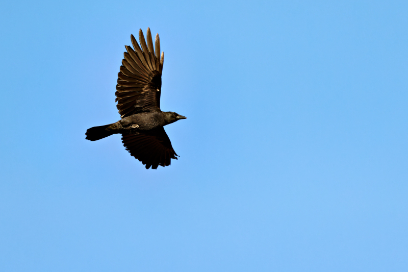 American Crow In Flight