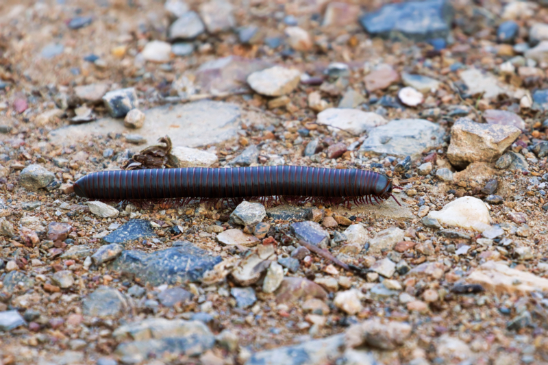 American Giant Millipede Crossing A Gravel Road