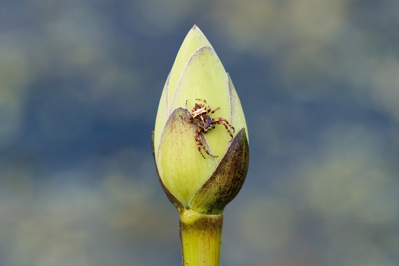American Lotus Bulb With Spider