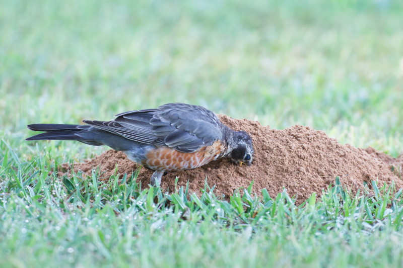 American Robin Seeking Snacks in Gopher Mound