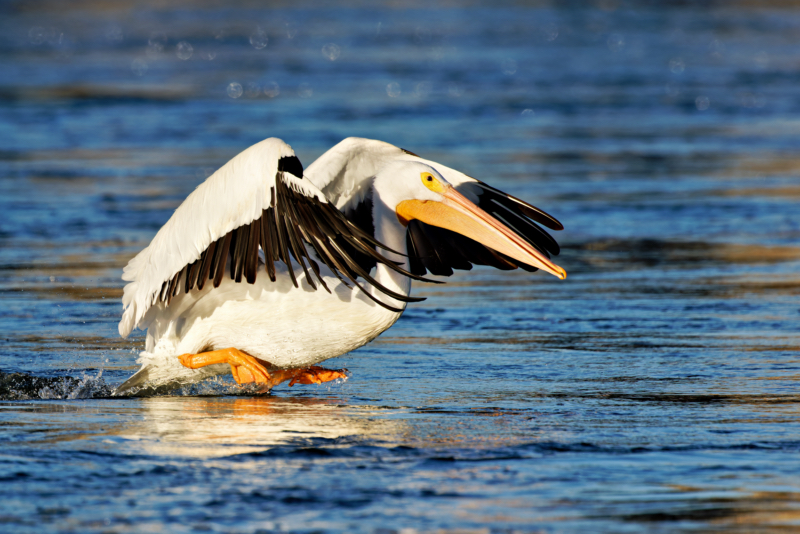 American White Pelican Preparing to Takeoff