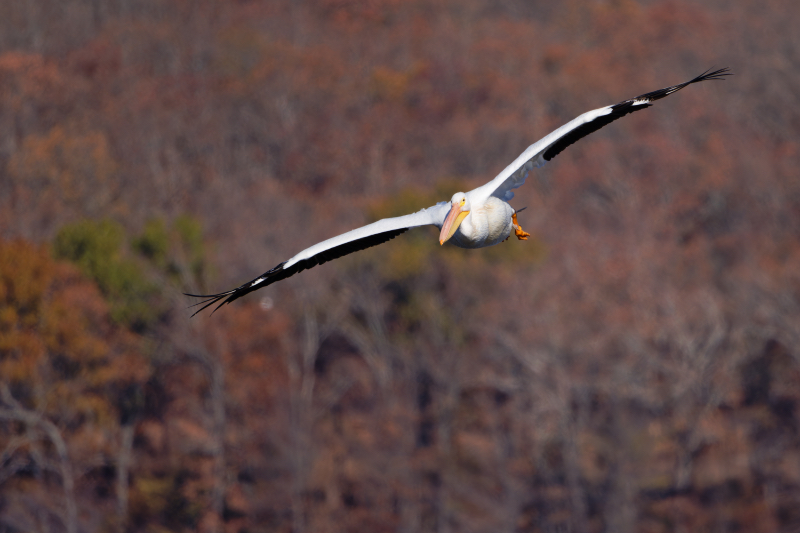 American White Pelican Soars