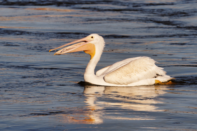 American White Pelican Swallowing A Minnow