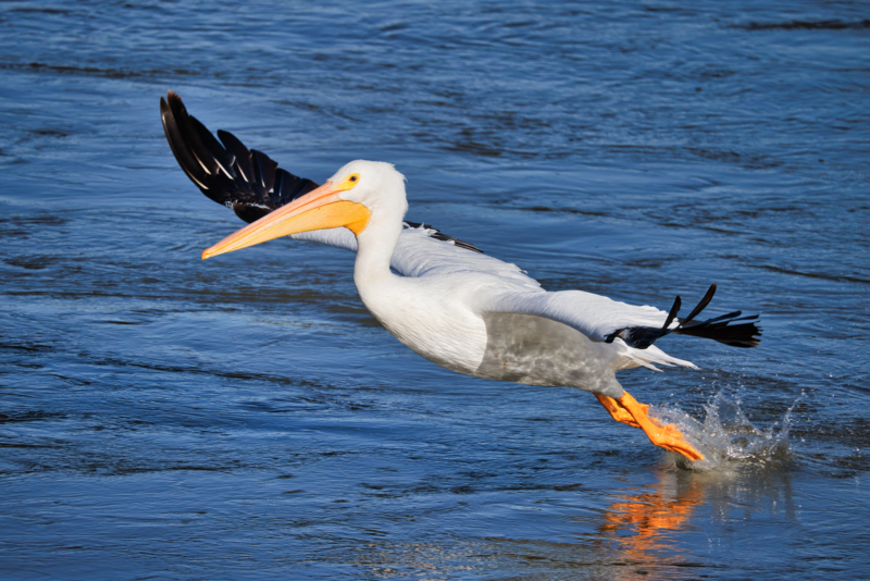 American White Pelican Taking Flight At Kerr Dam