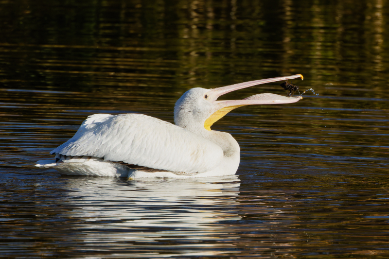 American White Pelican Tossing Something