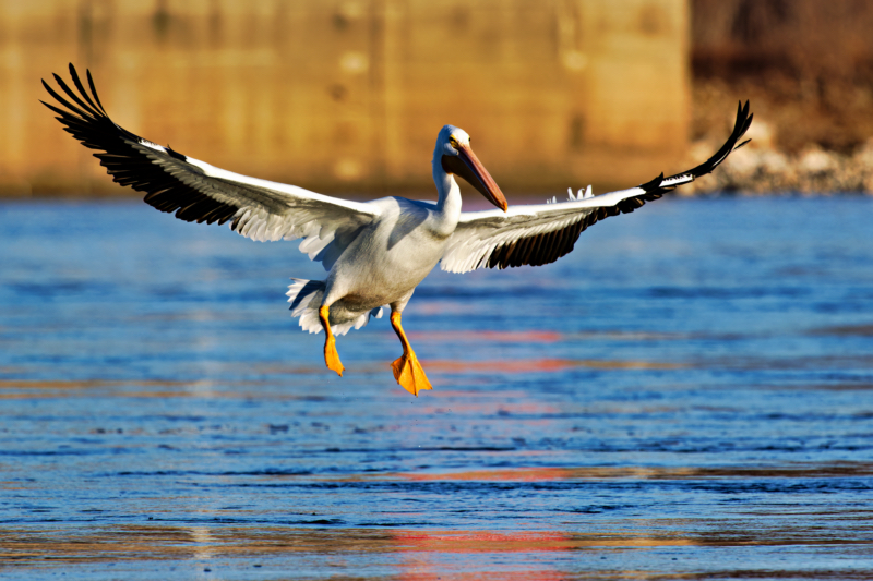 An American White Pelican Descends Onto The Arkansas River