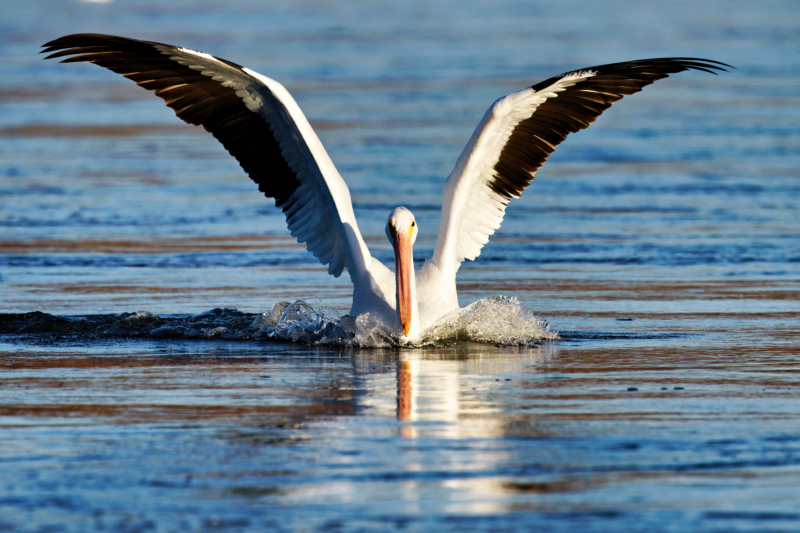 An American White Pelican Landing In The River As It Flies Towards Me