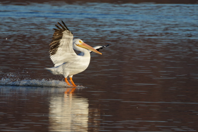 An American White Pelican Lands On The Lake