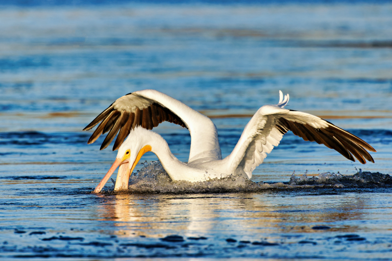 An American White Pelican Plunges Its Bill Into The Water