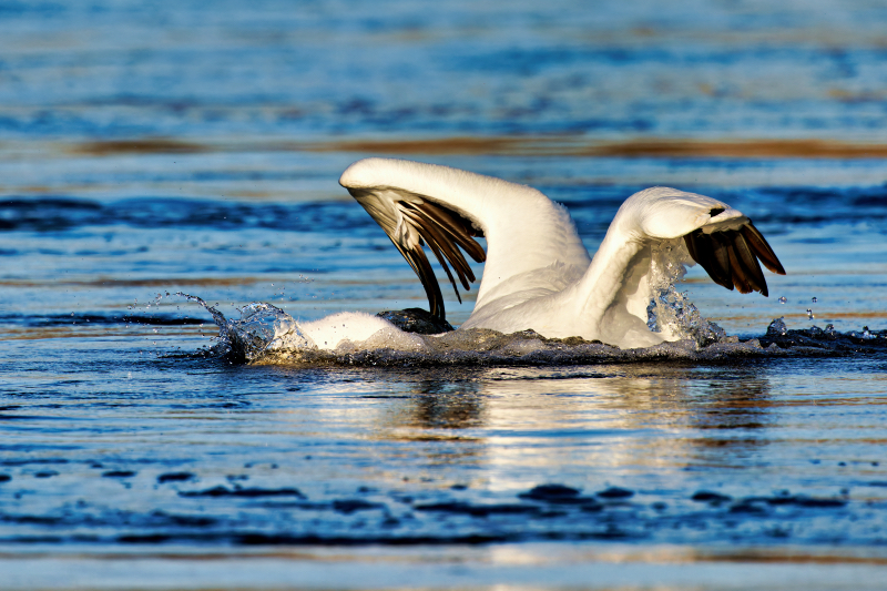 An American White Pelican Plunges Its Head Into The Water To Catch Fish