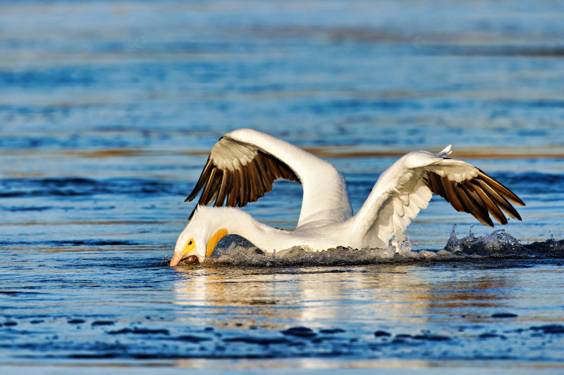 An American White Pelican Submerges Its Head To Snatch Fish