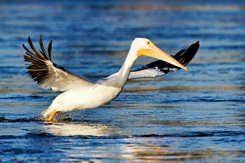 An American White Pelican's Flawless Takeoff