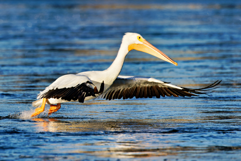 An American White Pelican's Smooth Takeoff