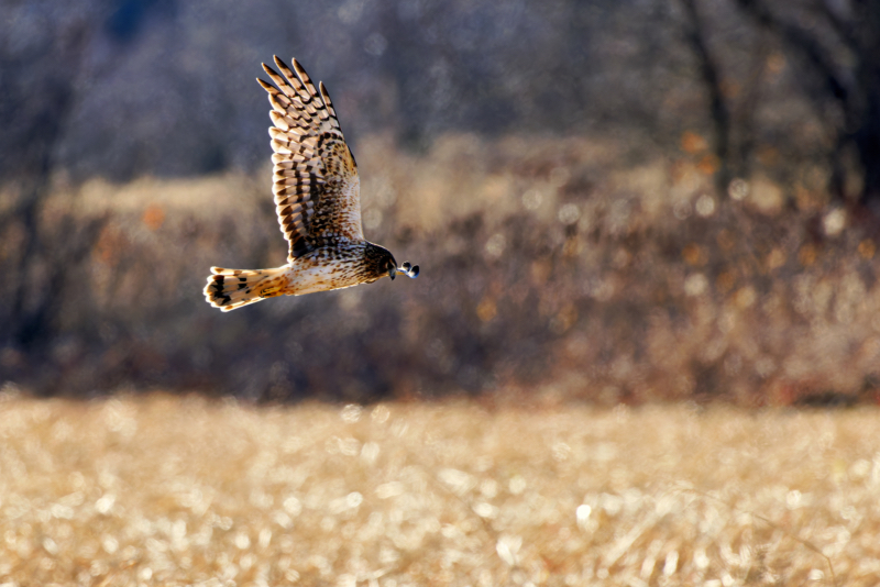 An Immature Female Northern Harrier Gliding Low