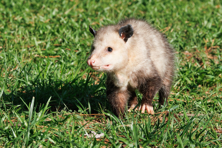 An Opossum in My Arkansas Backyard | Steve Creek Wildlife Photography