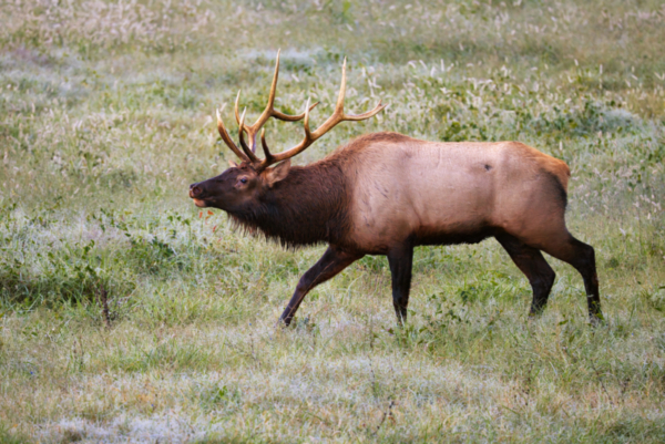 Arkansas Bull Elk Asserting Dominance | Steve Creek Wildlife Photography