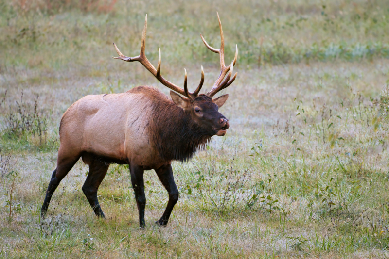 Arkansas Bull Elk Lip Curling