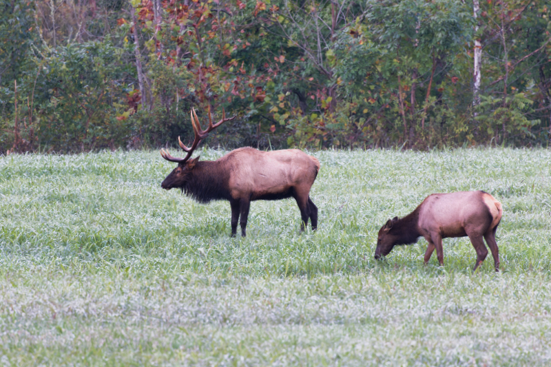 Arkansas Bull Elk and Cow Elk