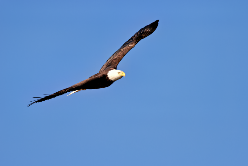 Bald Eagle - A Potential Predator of Cormorants