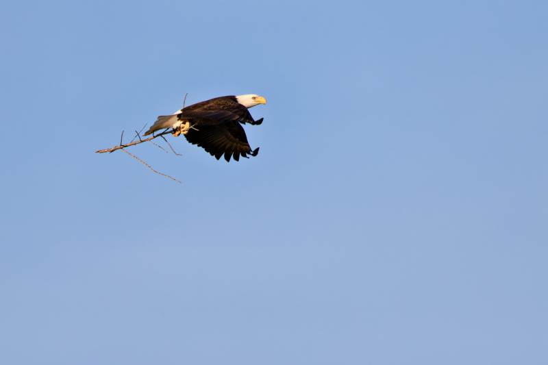 Bald Eagle Carrying Nest Materials