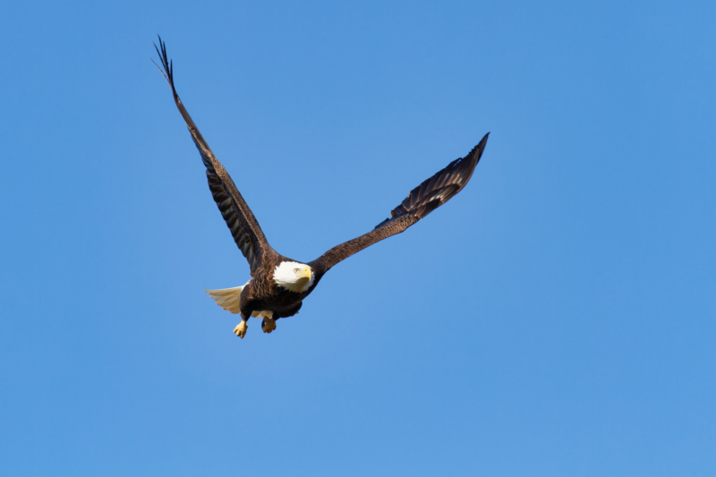 Bald Eagle Flying Overhead