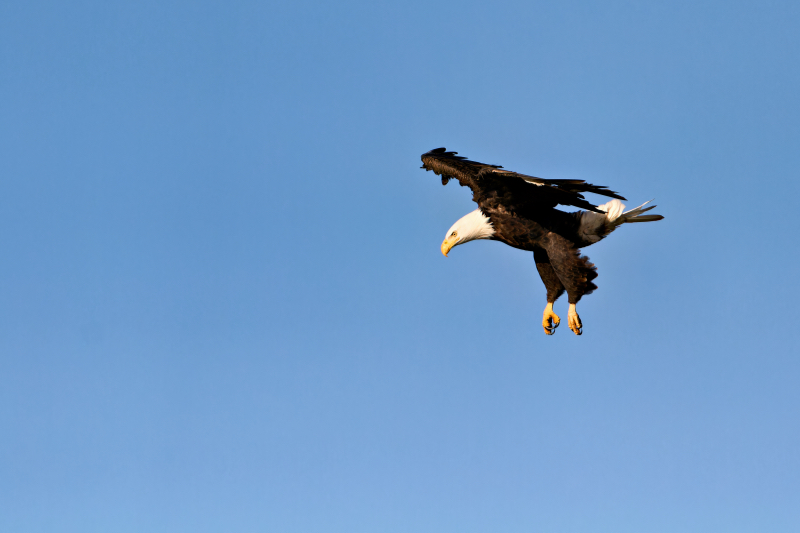 Bald Eagle Performing Aerial Maneuvers