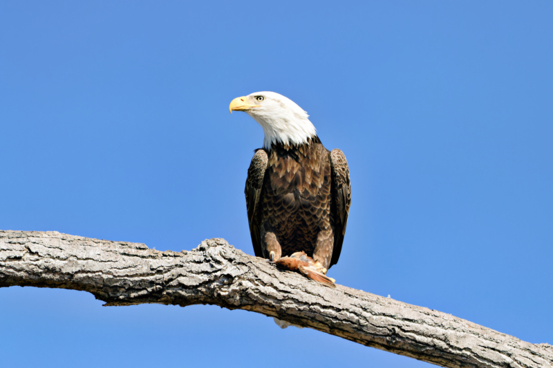 Bald Eagle Standing On Dead Bird