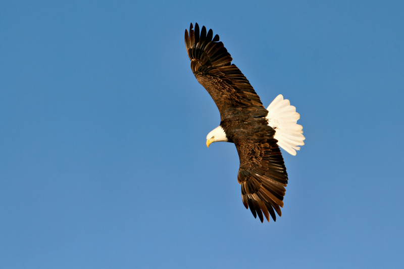 Bald Eagle With Wings Outstretched