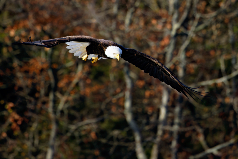 Bald Eagle Eyesight How Eagles Spot Prey Steve Creek Wildlife