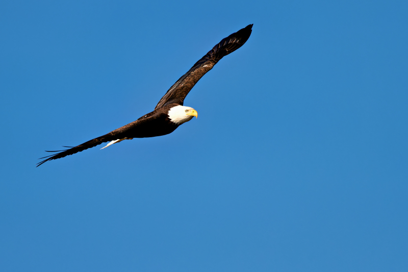 Bald Eagle Soaring High