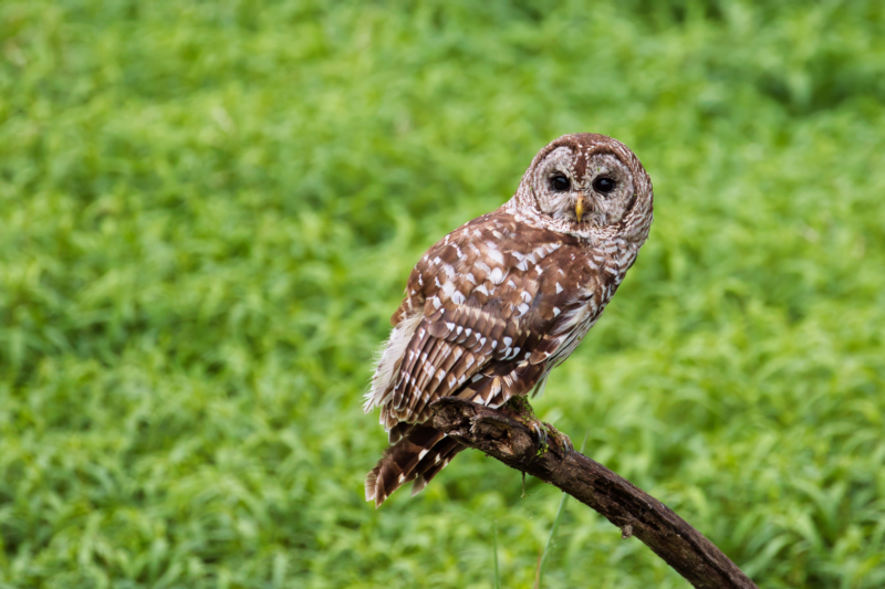 Barred Owl At Miners Cove In The Sequoyah National Wildlife Refuge