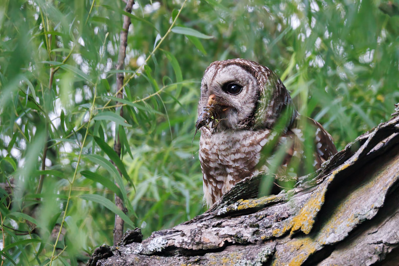 Barred Owl and its Crawdad Catch