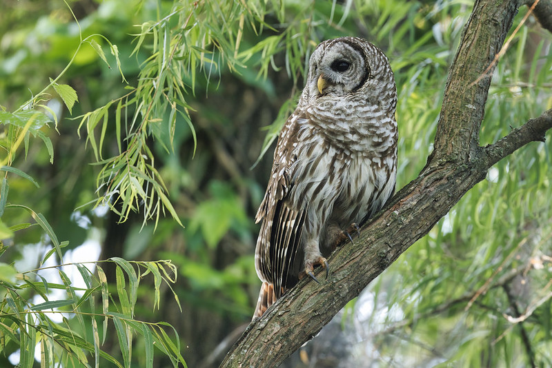 Barred Owl at Sequoyah National Wildlife Refuge