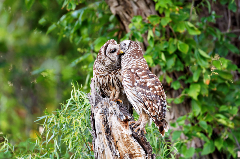 Barred Owls Tender Moment