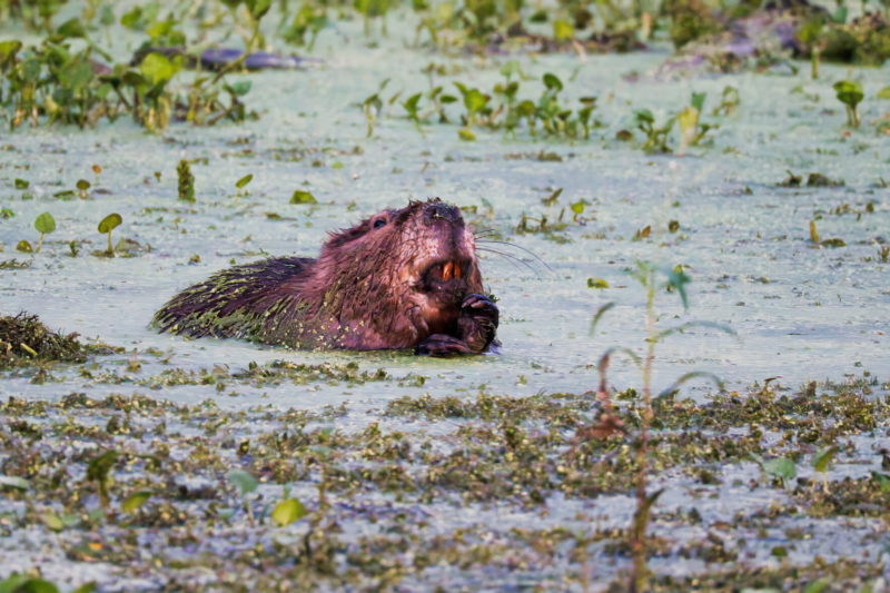 Beaver Eating Water Plants