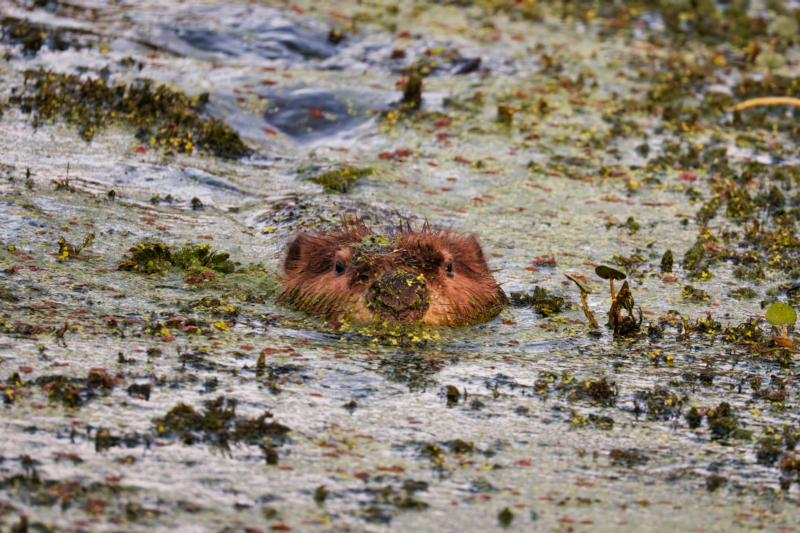 Beaver Swimming Toward Me