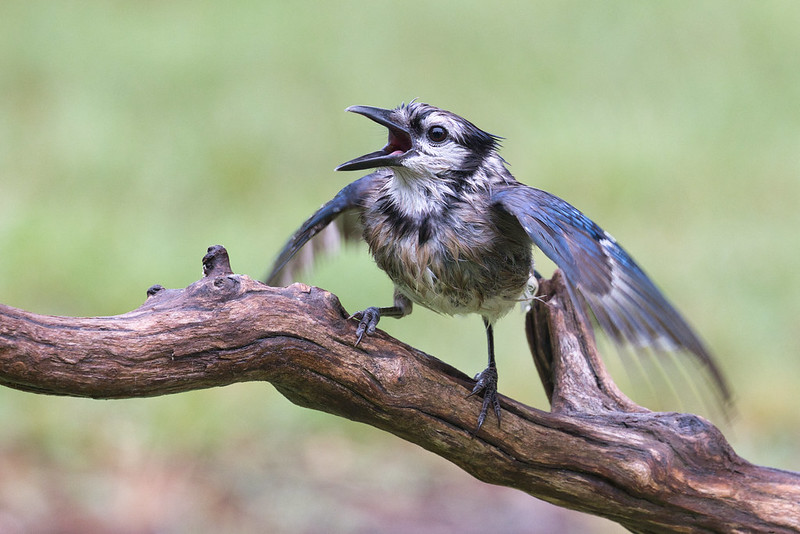 Blue Jay Fledgling Eagerly Awaiting its Meal