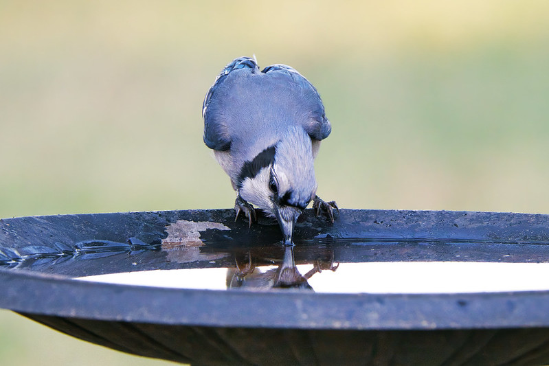 Blue Jay Takes a Drink