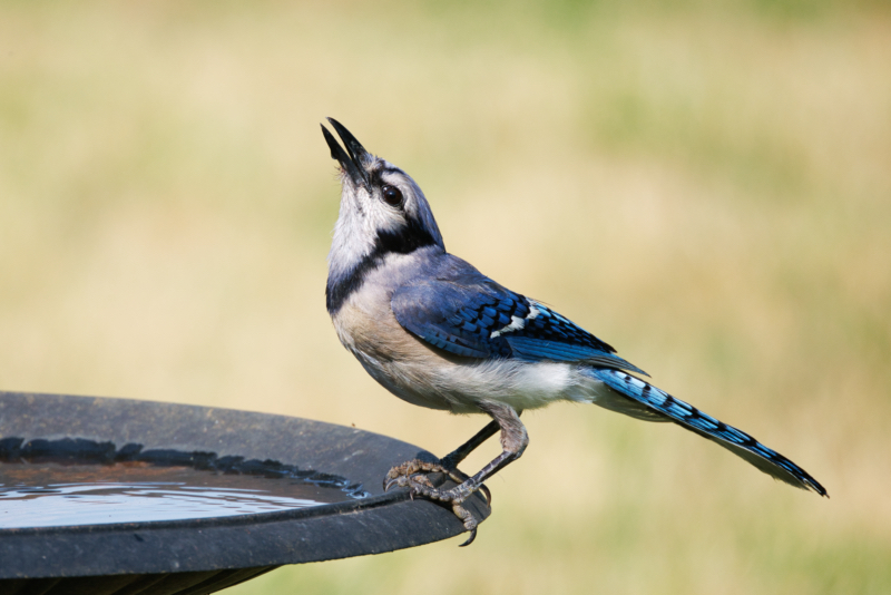 Blue Jay Tilting Head Back While Drinking Water
