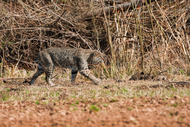 Bobcat Hunting The Edge Of A Field