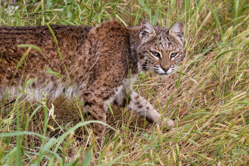 Bobcat Walking Through Grass