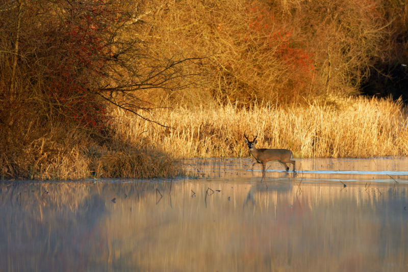 Buck in Water at Daybreak