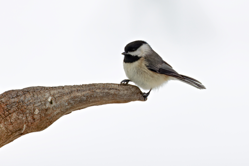 Carolina Chickadee On A Cold Winter Day