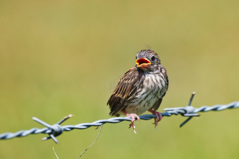 Chipping Sparrow Fledgling On A Barbed Wire Fence
