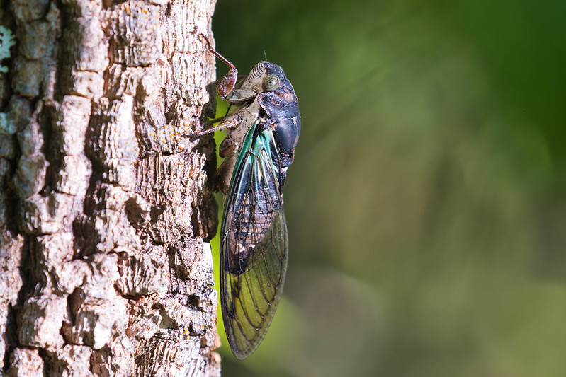 Cicada On Tree Trunk