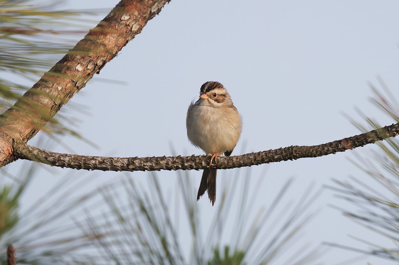 Clay-colored Sparrow