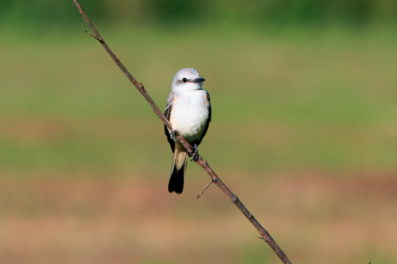 Close up photo of a juvenile Scissor-tailed Flycatcher perched on a tree branch