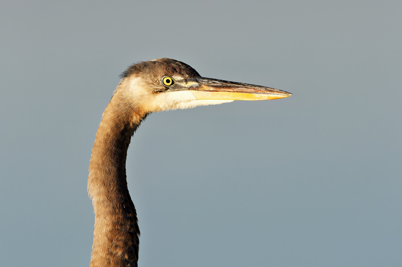 Closeup Of A Great Blue Heron Standing On Metal Dock