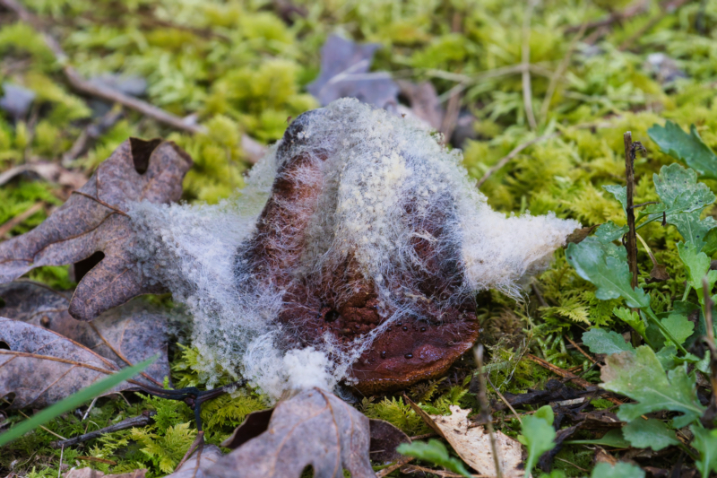 Cobweb Disease On Mushroom