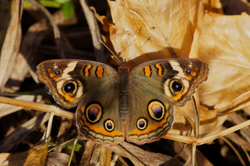 Common Buckeye Butterfly On The Forest Floor